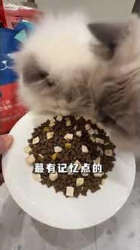 Top 100 Cat Foods: Budget-Friendly, Large Bowl, Quality Assured & Great Value