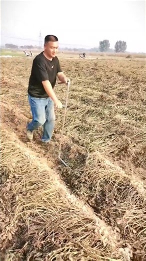 🚜🌾 Extracting Dried Crops From Soil Using A Hooked Lever Tool