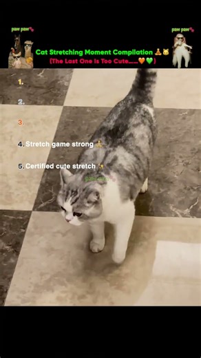 Cat Stretching Moment Compilation 🧘‍♂️🐱 | #shorts