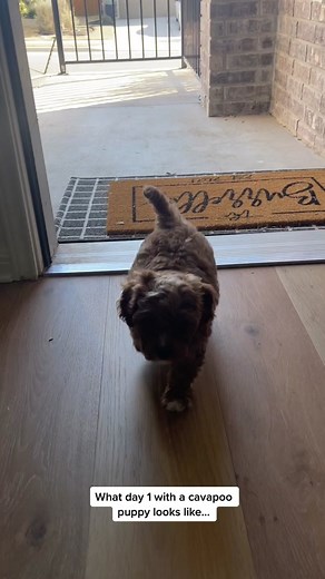 Day 1 with Our New Cavapoo Puppy