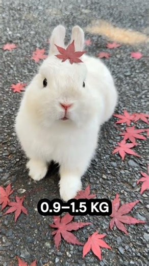1-2 Unique Facts About Dwarf Rabbits! 🐇