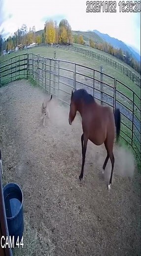 Incredible Security Footage: Horse Saves Dog from Puma on Ranch!