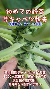 Brussels sprouts growing well #How to grow Brussels sprouts #Winter vegetables #Pesticide-free ve...