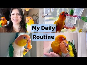 My Daily Routine With My Sun Conure And Caique Parrot