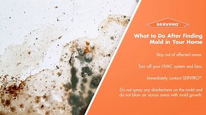 4.9K views · 169 reactions | Mold and mildew can form quickly if there’s moisture in the house. Our Franchise Professionals have the equipment and experience to safely remove any mold. In the meantime, avoid these common errors: | SERVPRO | Facebook