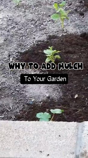 Mulch Mastery: Save Water, Boost Nutrients & Protect Your Garden!