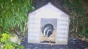 11K views · 1.7K reactions | Nice to see the next generation of Mr Lumpy’s family using his shack. Here is Boo I think 說力 | Mr Lumpy & Friends. | Facebook