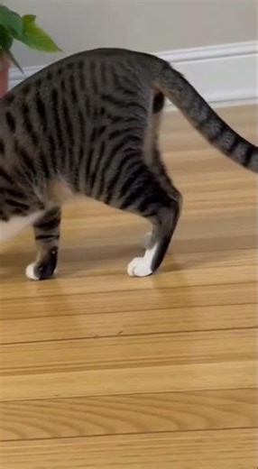 Cat with White Socks vs Mouse – A Charming Chase!