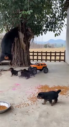 Watch Rottweiler Mom Lose It After Monkey Powder Attack #sora #Gemini #AI