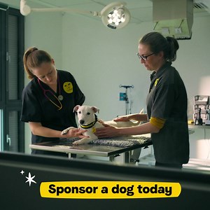 For as little as £1 a week 🎅❤️ help dogs feel loved, safe and cherished this festive season. | Dogs Trust