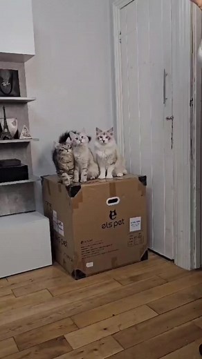 10K views · 1K reactions | I've brought the automatic cat litter box home for you. Enjoy the magic of the self-cleaning feature, which means no more scratching and digging in a dirty box. Credit to @wojkotkipl Learn more https://elspet.com/products/self-cleaning-cat-litter-box-toilet #elspet#elspets#elspetugc#catlover #catlitterbox #CatBoxConvenience #AutoCleanKitty #LitterTechAdvantage | Els Pet | Facebook