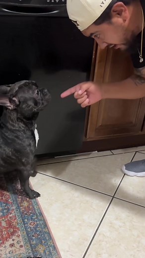 Funny Talking Dog Video by RxCKSTxR on TikTok