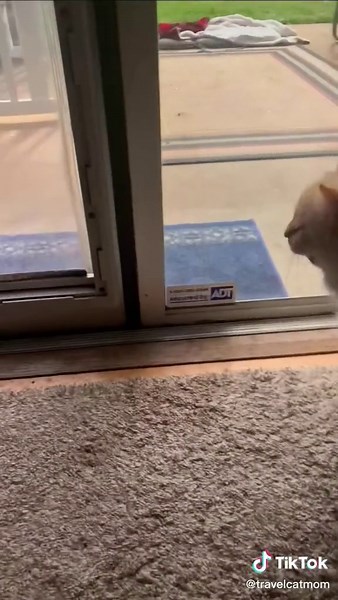 Reuniting a Curious Cat with a Gopher | Cat Facts