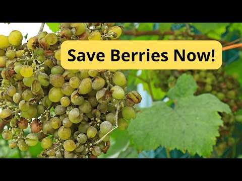 Stop Powdery Mildew on Grapes Fast – Safe Treatment!