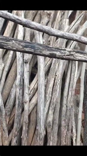 Bark houses of slash-and-burn farmers in remote mountains