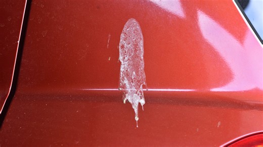 Easy no-scrub method rids car of bird droppings without harming your paint