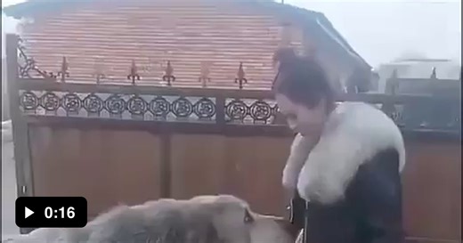 The Central Asian Shepherd Dog, also known as the Alabay, is a livestock guardian dog and one of the largest dog breeds in the world. - Video