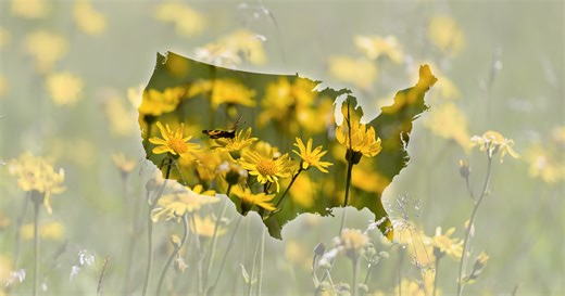 What is the pollen count in Georgia today? Here's what the data shows