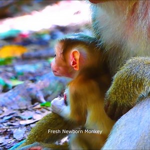 Wow wow what are you looking cute baby?, FNM169 122 | Fresh Newborn Monkey
