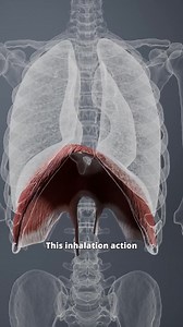 4.9K views · 53 reactions | The diaphragm is the backbone of your...