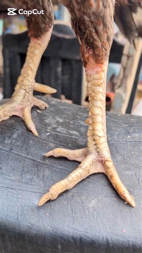 Rare Python Scale Aseel Rooster | The King of Elite Breeds 2026 👑🐍