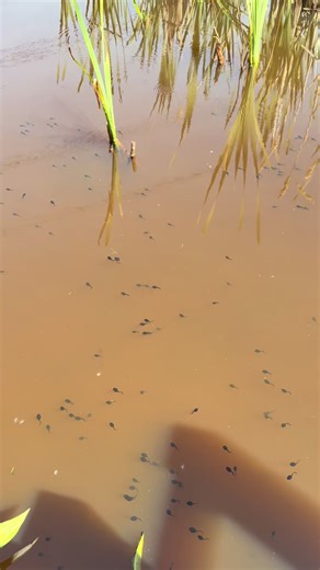 Frog Army Formation: An Insight into Tadpoles and Frogs