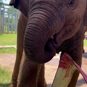 23K views · 130 reactions | #NewsWeLove ❤️️ We could watch Rama play all day. : Rachel E., Oklahoma City Zoo and Botanical Garden | KOCO 5 News | Facebook