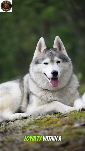 “The Secret Life of Wolves 🐺 | Loyalty, Power & Intelligence of the Wild” | wolf #naturelovers