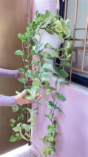 💚 Cómo multiplicar tus Potos?👌🪴#plantas