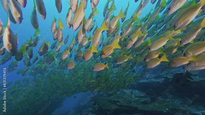 Blue and gold snapper fish swimming together underwater closeup. Yellow exotic tropical coralfish schoaling undersea. Marine life exploring and scuba diving