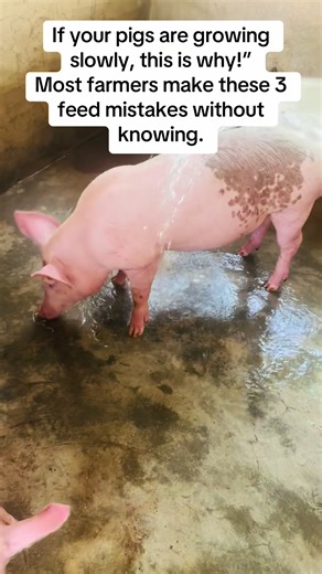 One of the biggest reasons pigs fail to grow fast and reach market weight on time is poor feeding practices. Many farmers invest heavily in pig housing and breeds but unknowingly make feed mistakes that slow down growth and reduce profits. Below are three common feed mistakes making pigs grow slowly. (1) The first mistake is feeding pigs with unbalanced diets. Pigs require the right combination of energy, protein, vitamins, and minerals at different growth stages. Many farmers rely solely on che