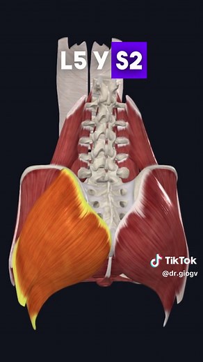 Anatomía del músculo glúteo mayor - Origen y función