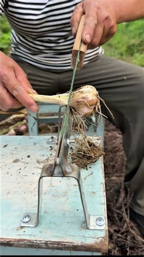 How a Manual Green Onion Trimmer Cuts Roots and Leaves