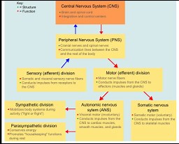 Nervous System