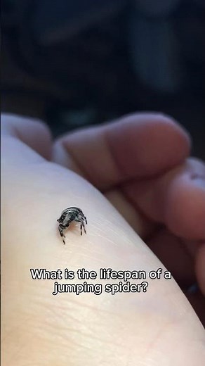How long do jumping spiders live? #jumpingspider #animals #cuteanimals #regal #jumper