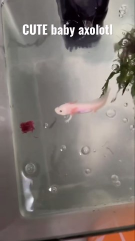 Baby axolotl Eating