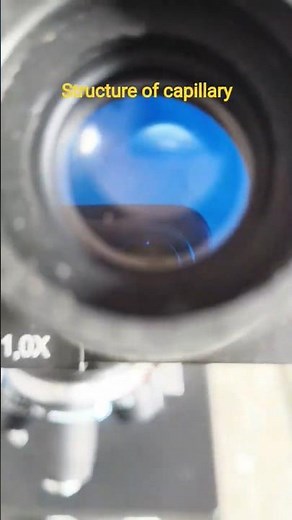 A microscopic world under the microscope