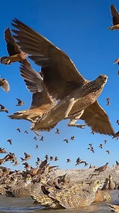 Follow👉IG @bigcatsnamibia Now ! Perfect Timing African Wild Cat patiently awaits a flock of quails approaching the water. Credits @fwmj 📸 @jens_cullmann African wildcats are active mainly by night and search for prey. Their hearing is so fine that they can locate prey precisely. They approach prey by patiently crawling forward and using vegetation to hide. They rarely drink water.[31] They hunt primarily mice, rats, birds, reptiles, and insects.[32][23] When confronted, the African wildcat rai