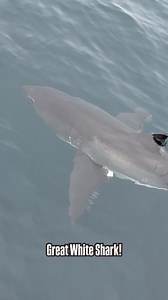 Today we saw a beautiful Great White Shark that was approximately 12 feet long! 🦈⚡️🤘🏻⚡️🦈 Yes, it’s true that we do see sharks on our whale watching trips, but this year mostly Mako’s. We rarely get a good glimpse like this of a Great White Shark - very cool sighting for all on board! It was seen on the Ocean Adventures Catamaran by Captain Steve Burkhalter and filmed by @oceanluvr4ever Remember you’ll never know unless you go! #greatwhiteshark #danapoint #whalewatching #danapointharbor #grea