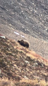 Spring Grizzly hunts are nearky here. I can’t wait! #bearhunting #bearhunt #alaska #grizzly #hunt | High Country Alaska
