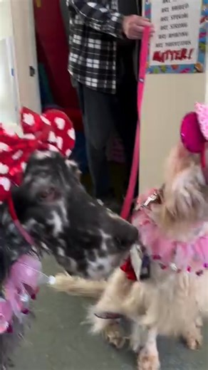 Love is in the air - thanks to a blower fan the dogs found in a classroom. 💘💨😆 @english.setter.therapy.dogs | English Setter Dog