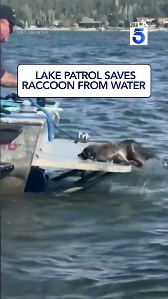 Raccoon rescued from Bear Lake by patrol officer