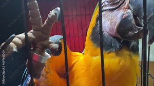 Beautiful Macaw. Blue and Yellow Macaw.