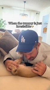 Noodle aka Land Shark🦈 #puppy #dog #puppiesoftiktok #dogsoftiktok #puppylove #puppies #dachshund #minidachshund #dachshunds #minidachshunds #puppiesofla #dogsofla #doxies #minidoxies #longhaireddachshund #dachshundpuppy #dachshundpuppies #minidachshundpuppy #puppyvideos | littlemissnoods