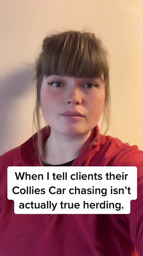 Car chasing can be a lot more complex than people realise. It can be mislabelled and just herding, or needing to herd, but it is important to understand the emotion driving the behaviour. This will then impact how you approach the training. #carchasingcollie #bordercollie #carchasing #theurbanherder #bordercollietraining #carchasing