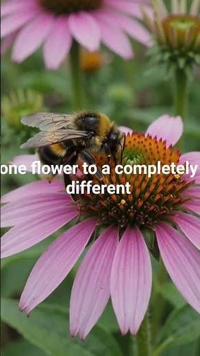 How Plants Have Sex: Cross-Pollination Explained 🌸