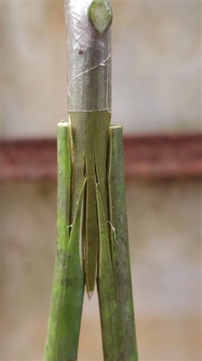 mango fruit trees grafting #bonsai #fruittrees #part855