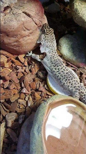 Gecko léopard en pleine mue - Animaux France
