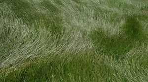 Tall grass blowing in the wind in slow motion