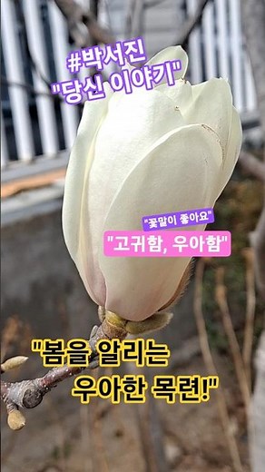 🌸Magnolia kobus🌸봄을 알리는 아름다운 목련꽃🌸#목련#healing#기분전환 #꽃말#봄꽃#꽃영상 #gardening #flowers#박서진당신이야기#박서진#shorts